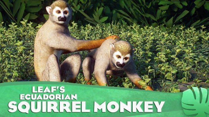 厄瓜多尔松鼠猴——新物种（1.16）（Ecuadorian Squirrel Monkey – New Species (1.16)）