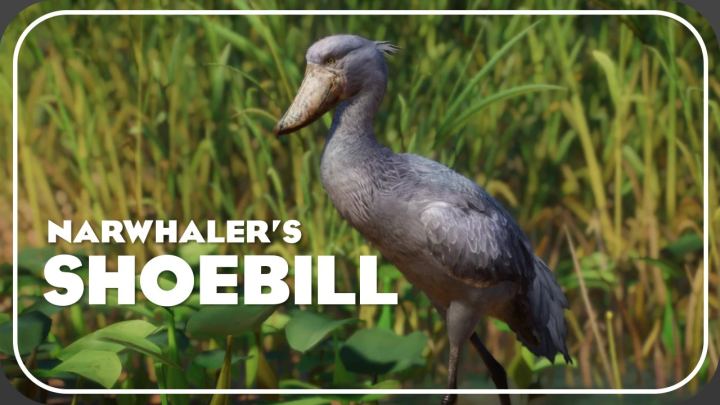 鲸头鹳 – 新物种（1.20版本）（Shoebill – New Species (1.20)）